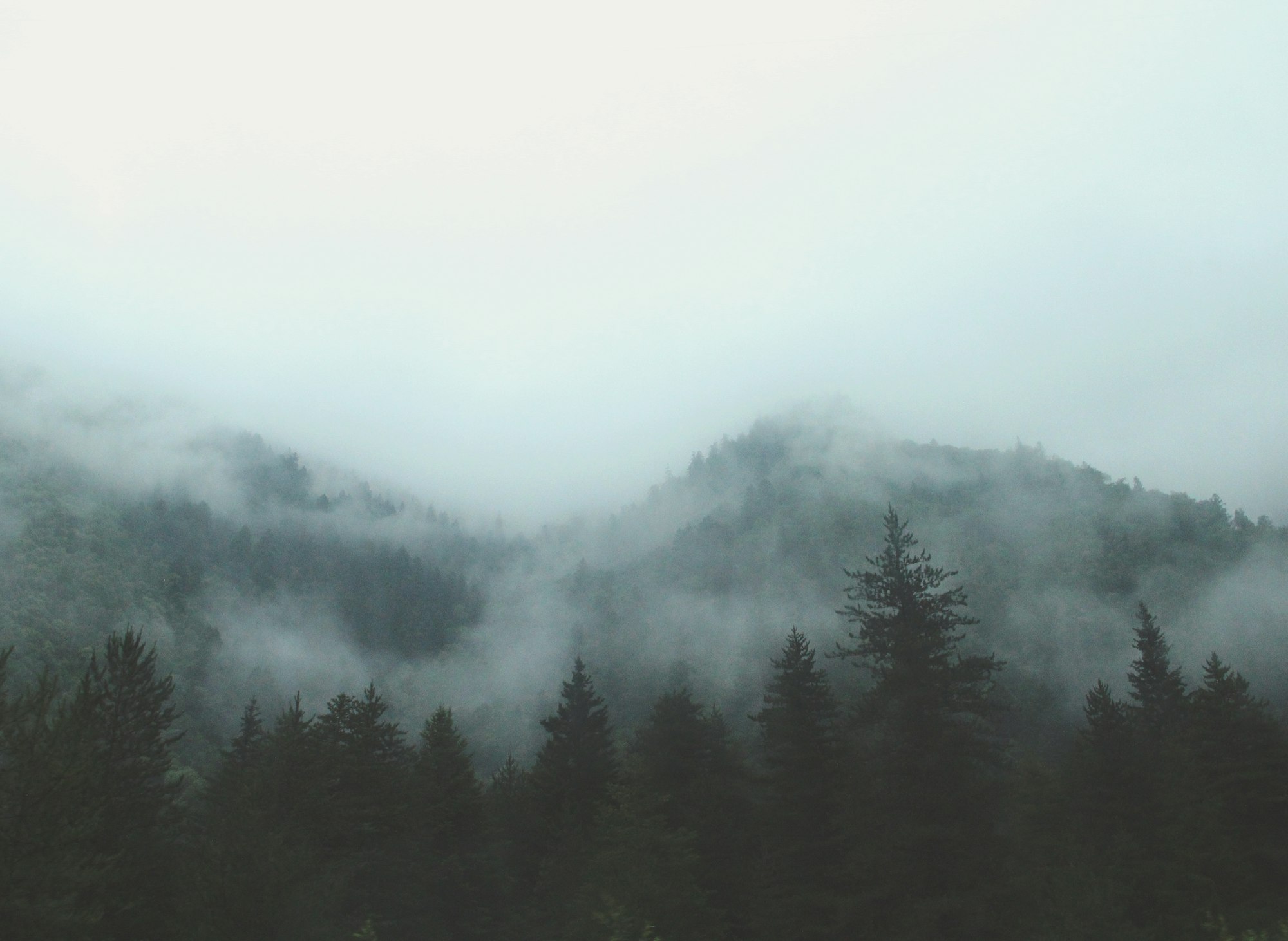 A gray forest shrouded in fog