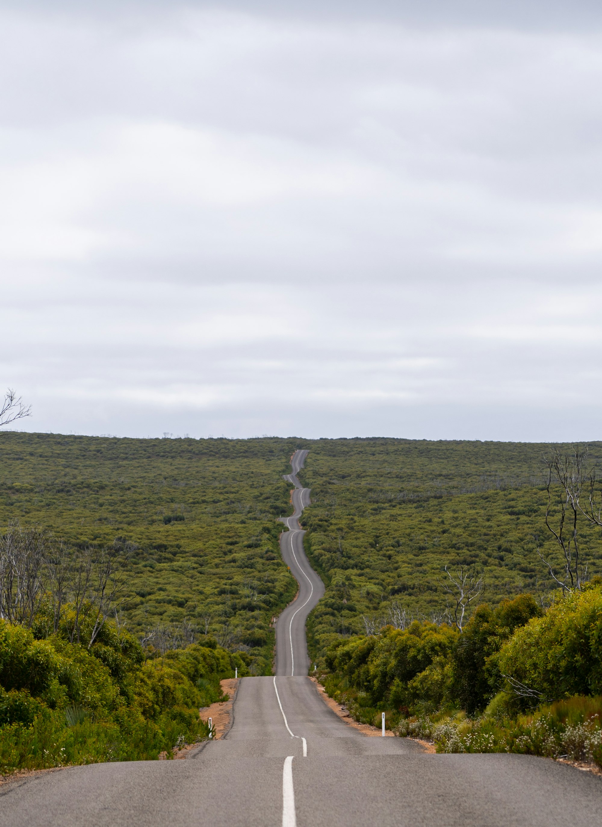 An empty road through a lush green field