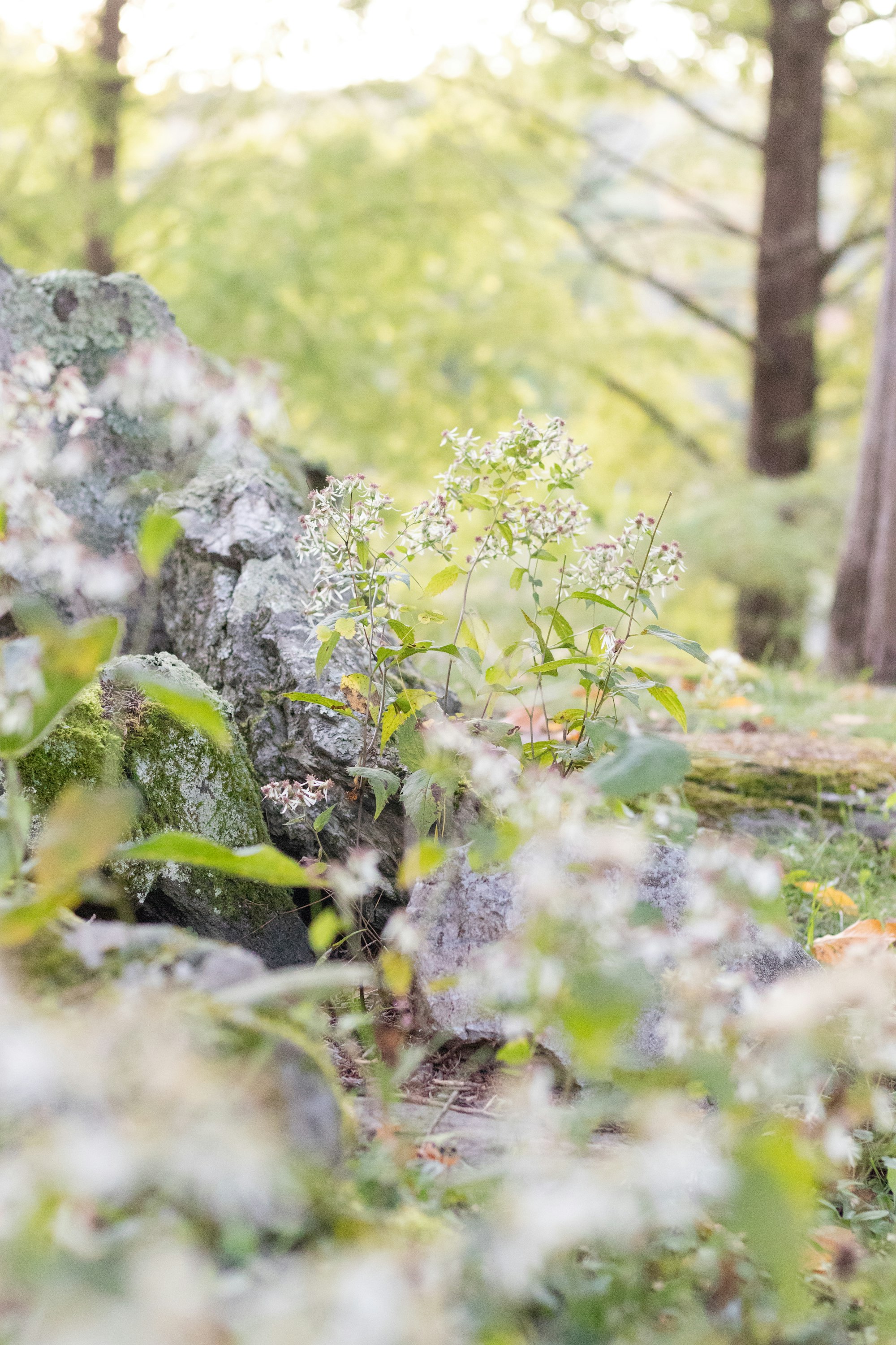 A quiet stone bench in a forest garden