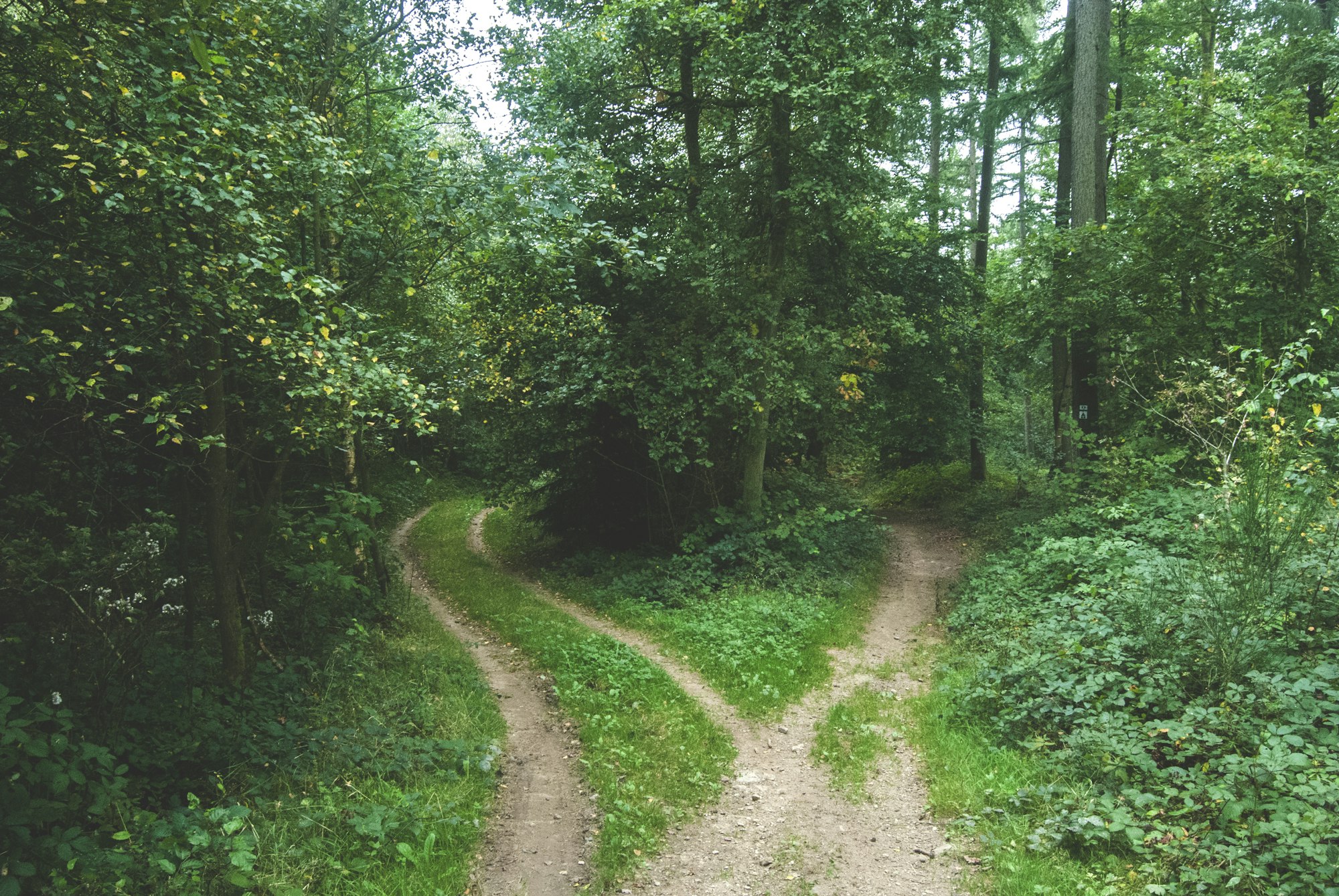 Two roads diverging between trees
