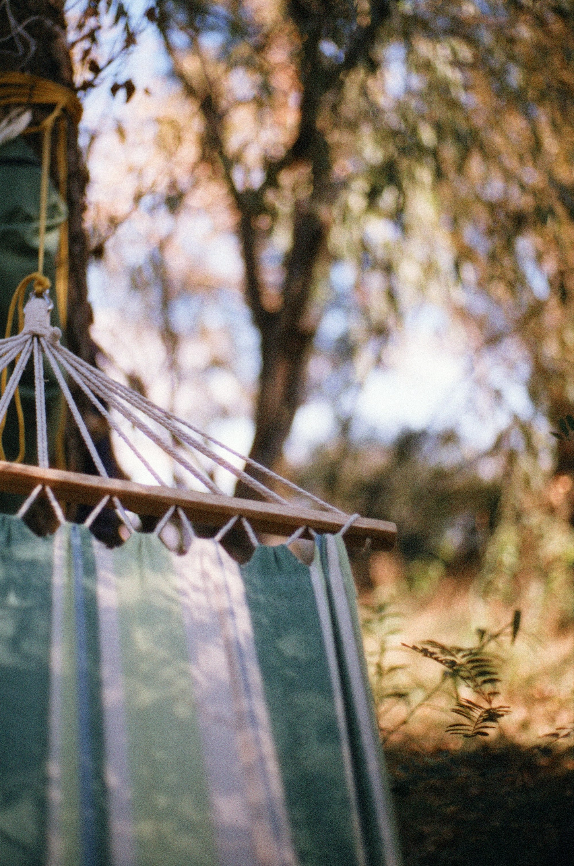 A hammock hangs between trees in a forest