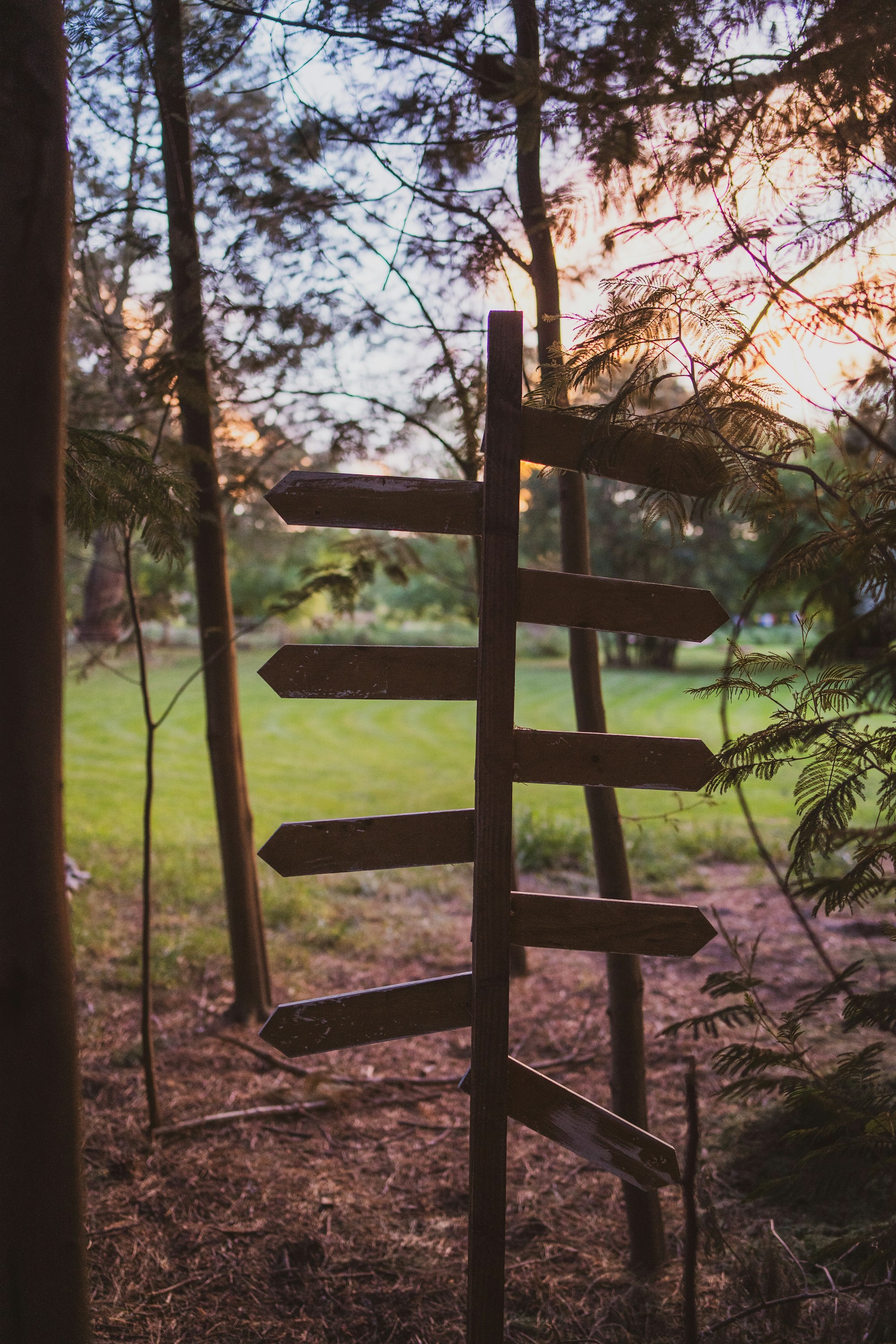 Wooden signpost with multiple arrows in a forest