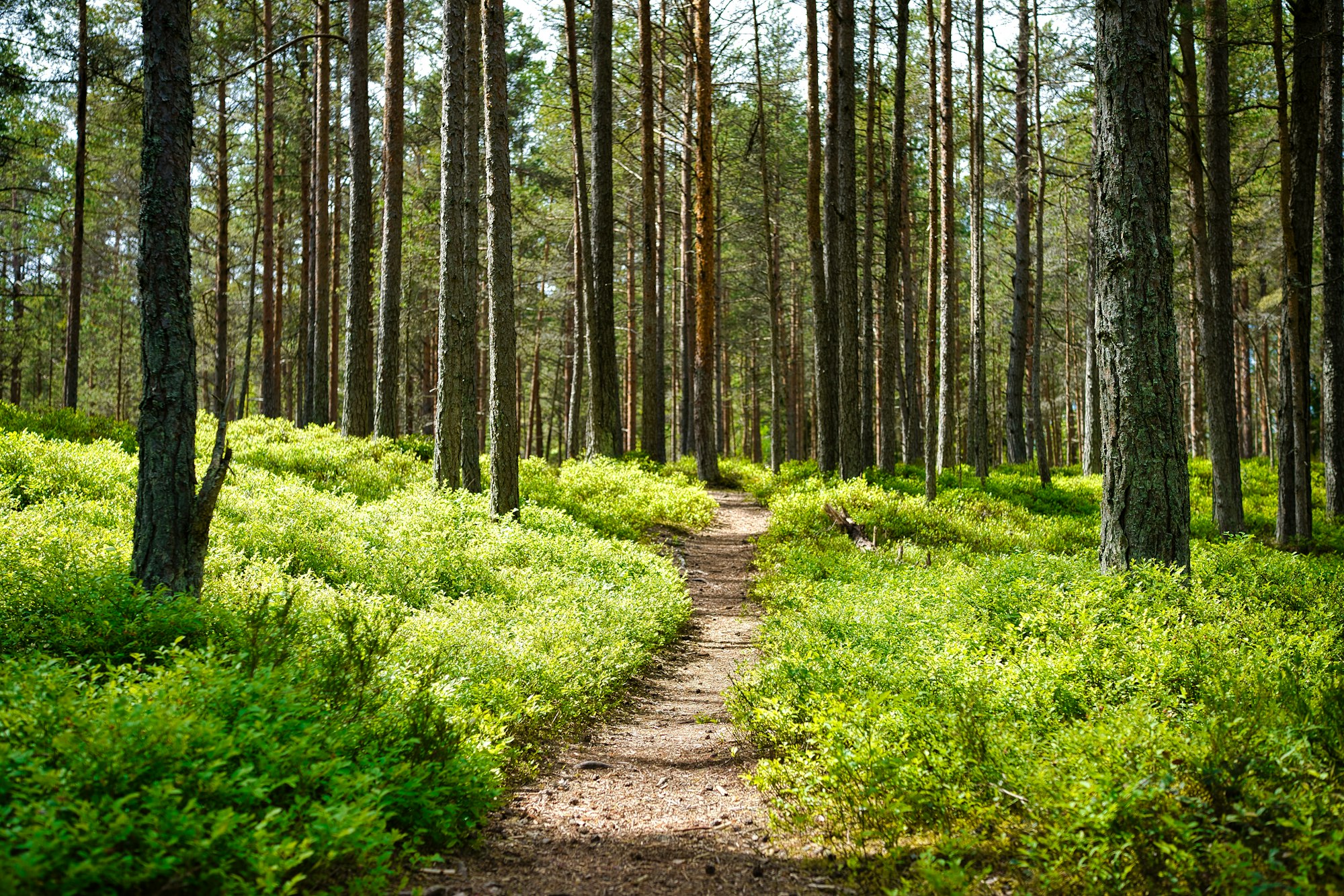 A quiet dirt path between green grass and trees