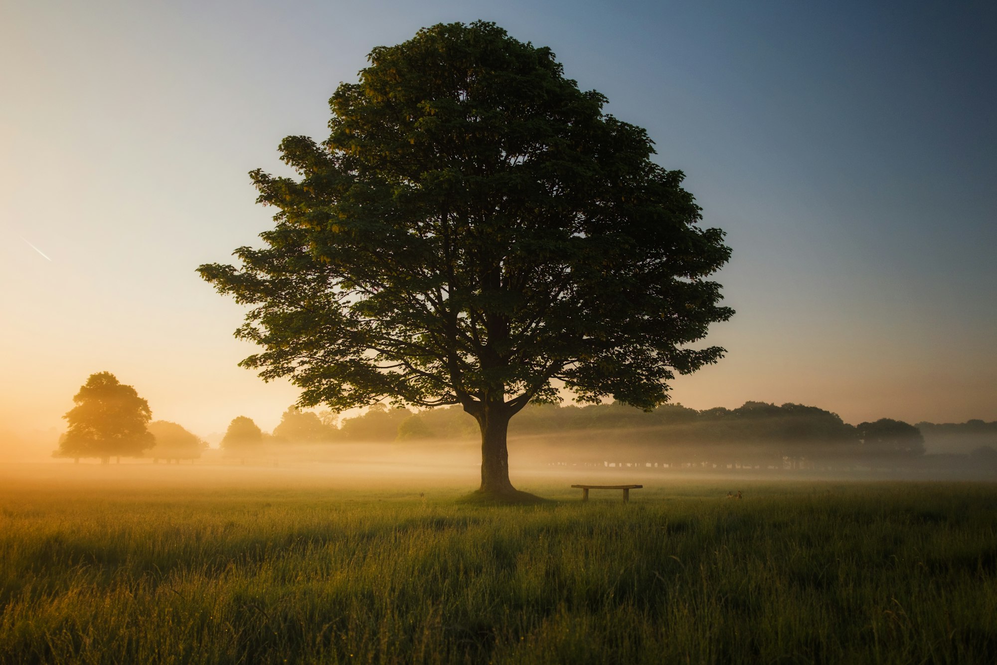 A single tree standing alone in fog