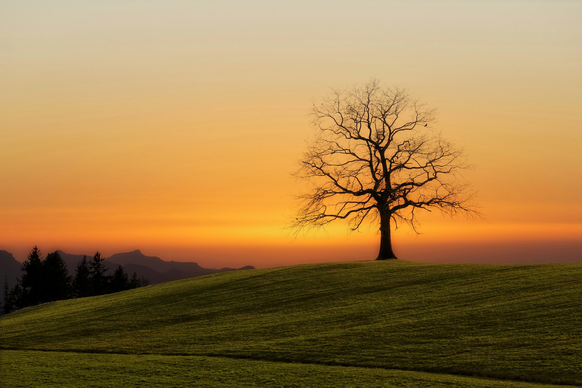 A lone bare tree silhouetted during sunset