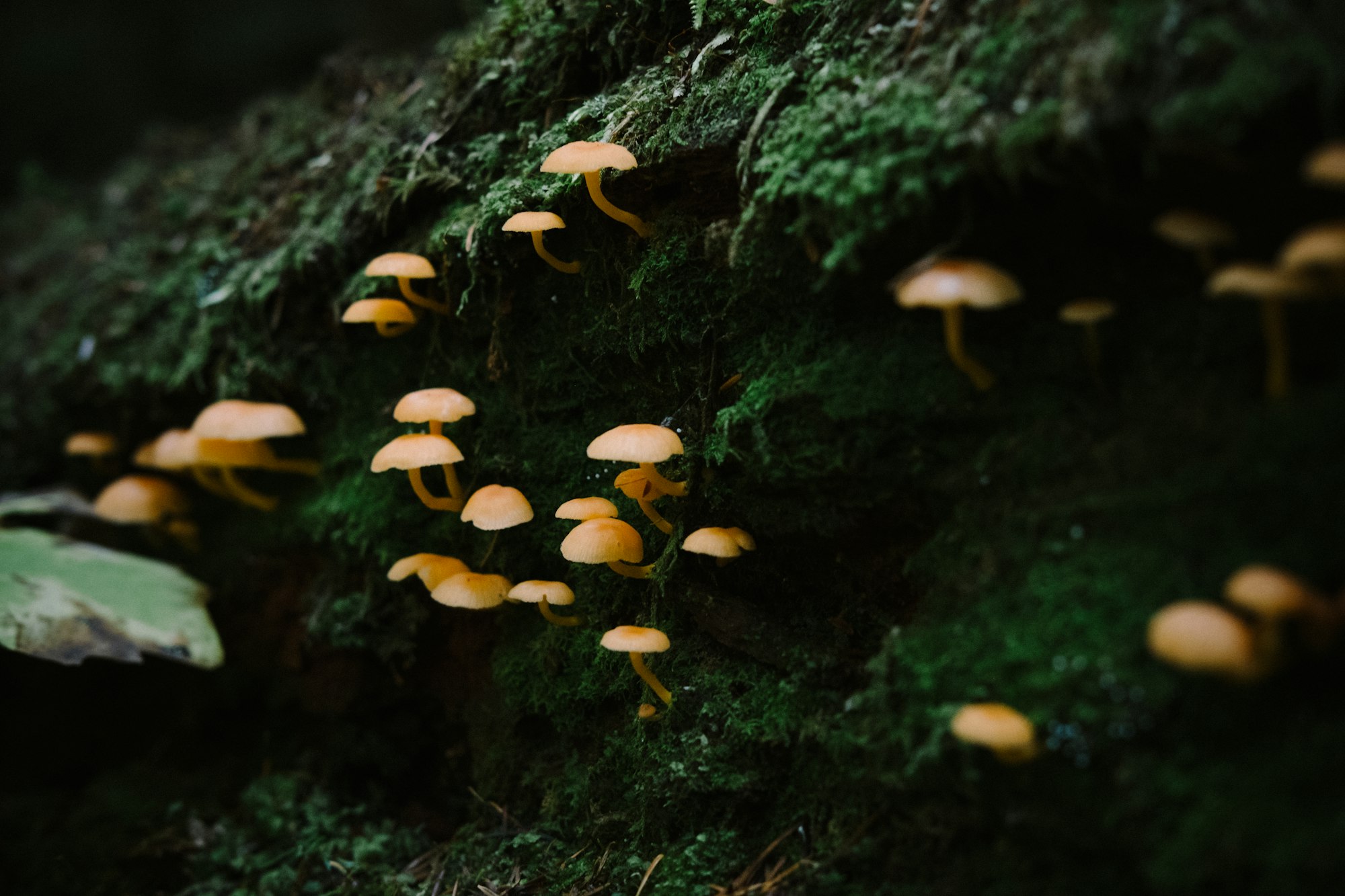 Brown mushrooms growing on green forest moss