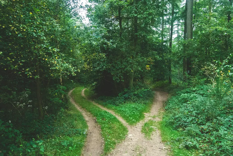 Two roads diverging between trees